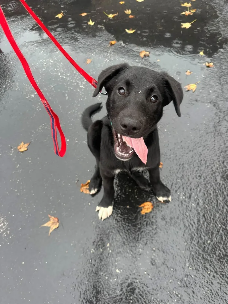 A baby large-sized male Black Labrador Retriever dog named Tate for adoption in Orland Park, IL