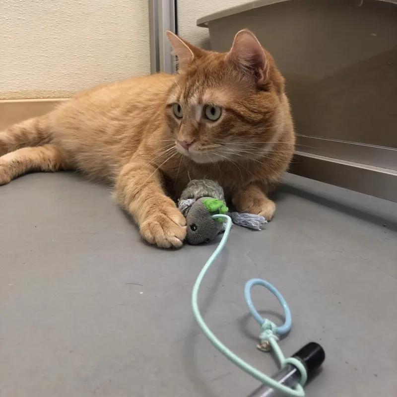 Persimmon thumbnail 2