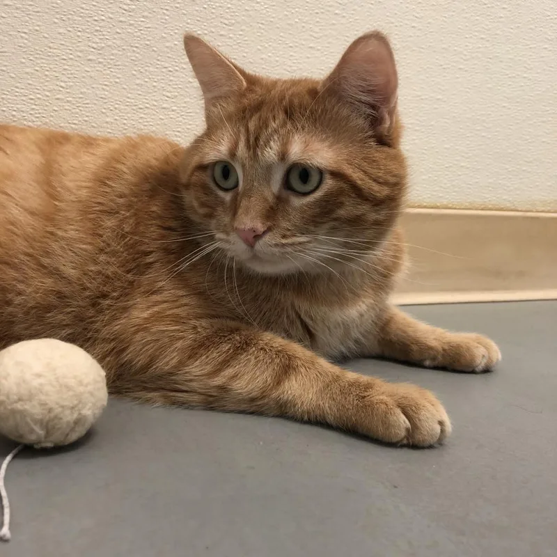 Persimmon thumbnail 3