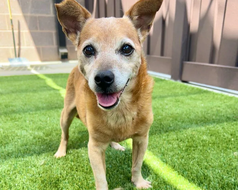 A senior small-sized male Mixed Breed dog named Hubert for adoption in Raleigh, NC