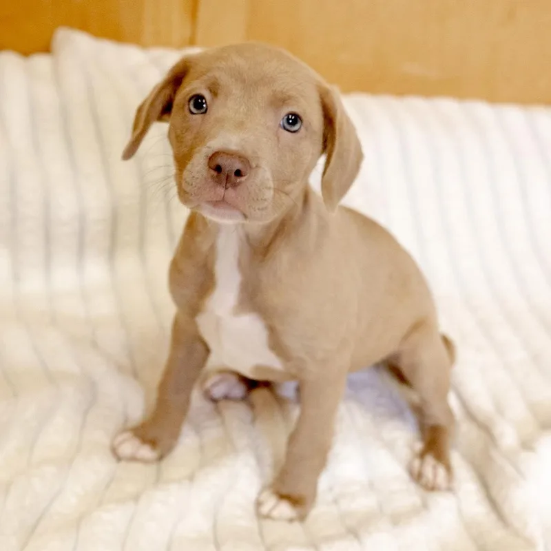 A baby medium-sized female Labrador Retriever dog named Eureka for adoption in Valparaiso, IN