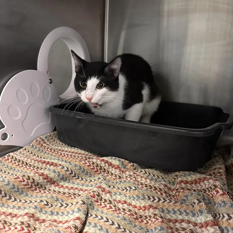 An adult medium-sized male Black Domestic Short Hair cat named Bart for adoption in Lakeland, FL