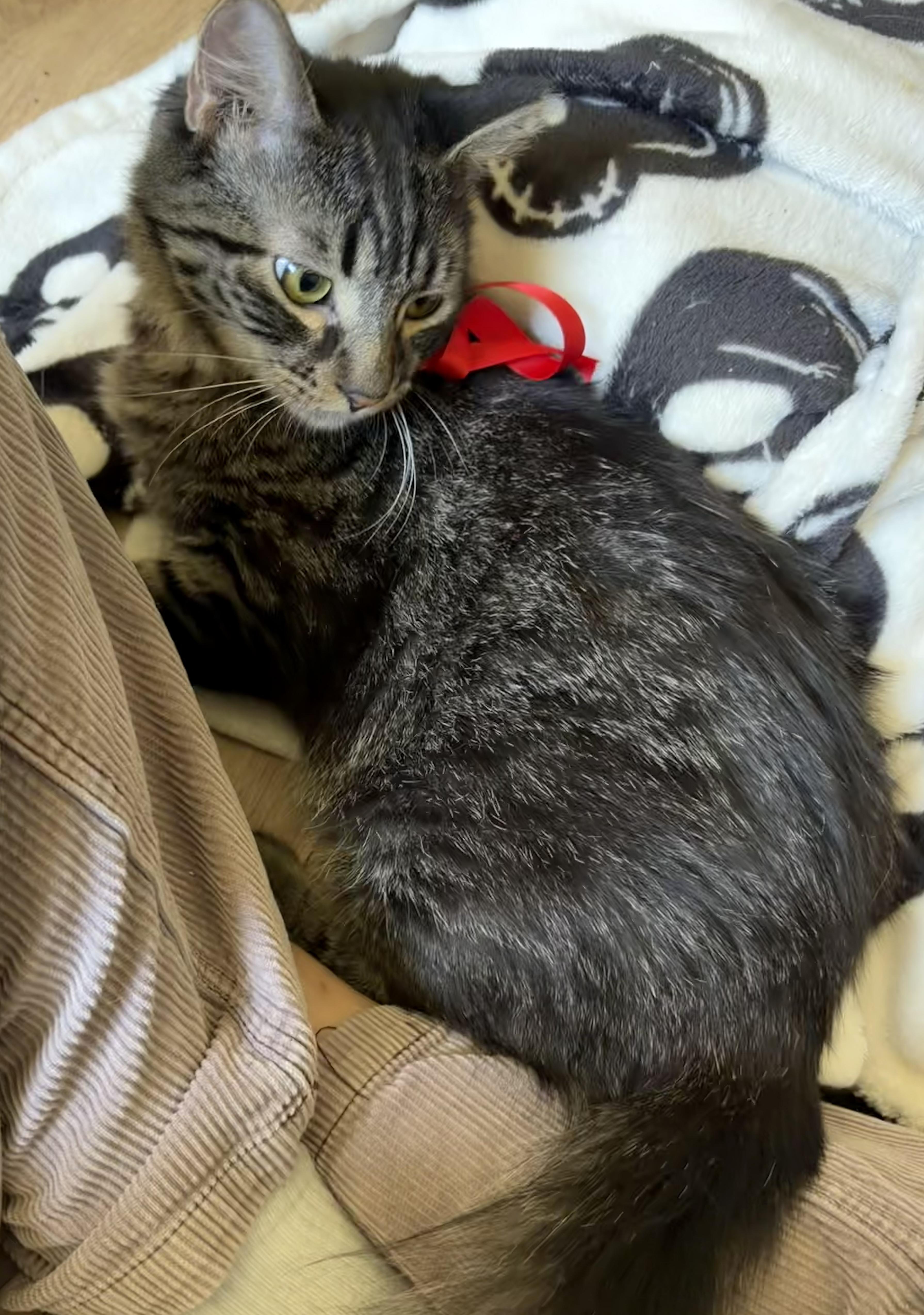 A young medium-sized female Tabby (Gray / Blue / Silver) Domestic Medium Hair cat named Yupi for adoption in El Monte, CA