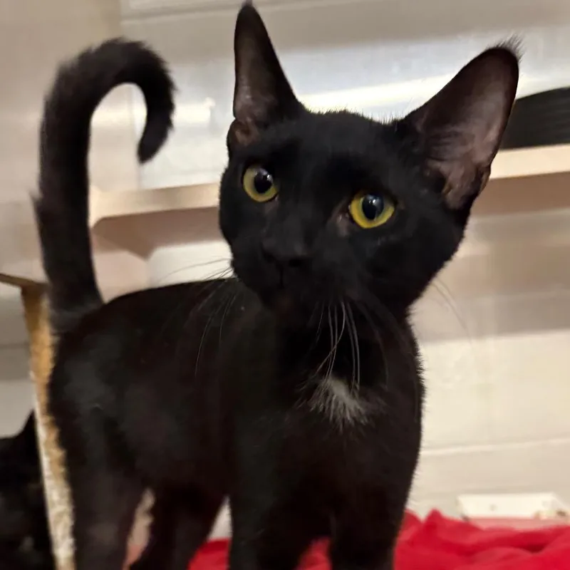A young medium-sized male Domestic Short Hair cat named Denver for adoption in Fairport, NY