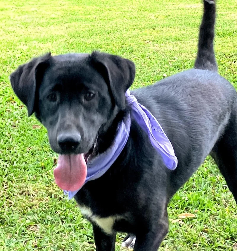 A young medium-sized female Black Labrador Retriever dog named Lainey for adoption in Willington, CT
