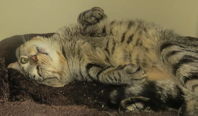 An adult medium-sized male Tabby cat named Billy for adoption in Brockton, MA
