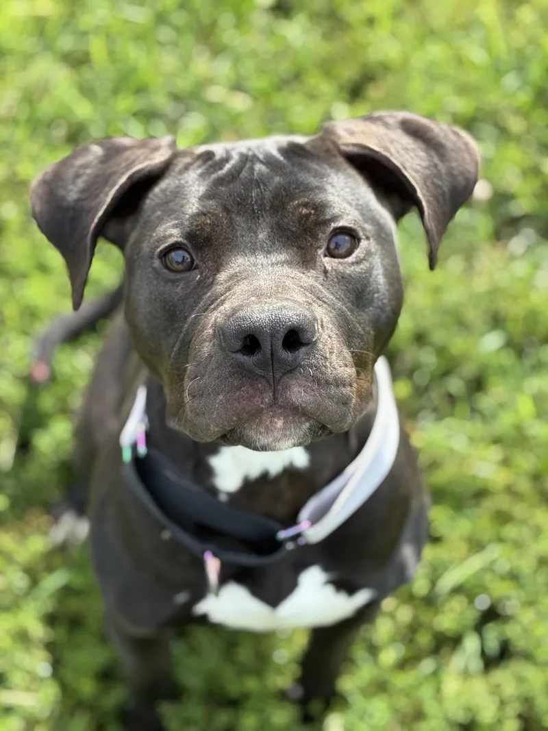 A young large-sized female Pit Bull Terrier dog named Aurora for adoption in Augusta, WV