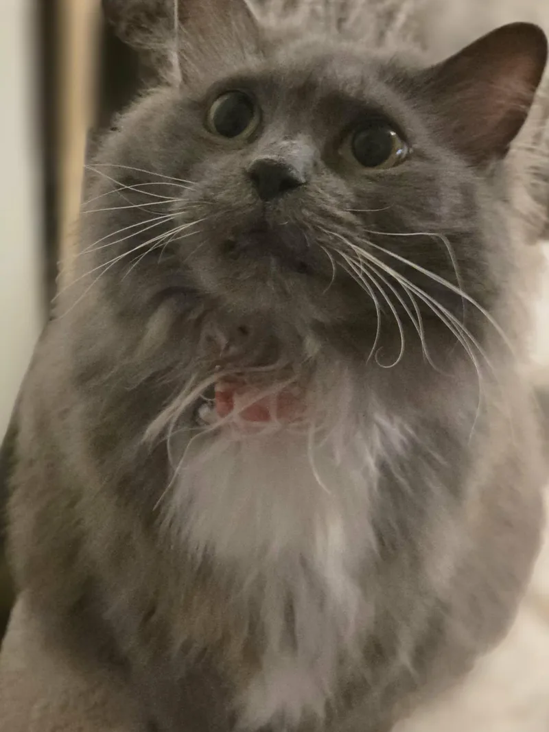 An adult large-sized female Domestic Short Hair cat named Puff for adoption in Rochester, NY