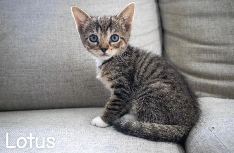 A baby medium-sized male Tabby (Gray / Blue / Silver) American Shorthair cat named Lotus for adoption in Springfield, MA