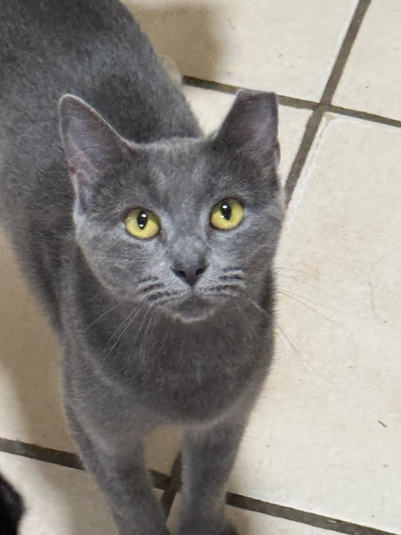 A young medium-sized female Gray / Blue / Silver Domestic Short Hair cat named Little Lady for adoption in Savannah, GA