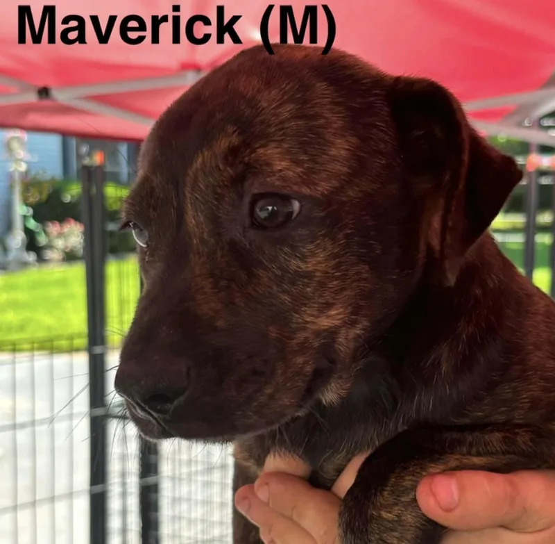 Maverick