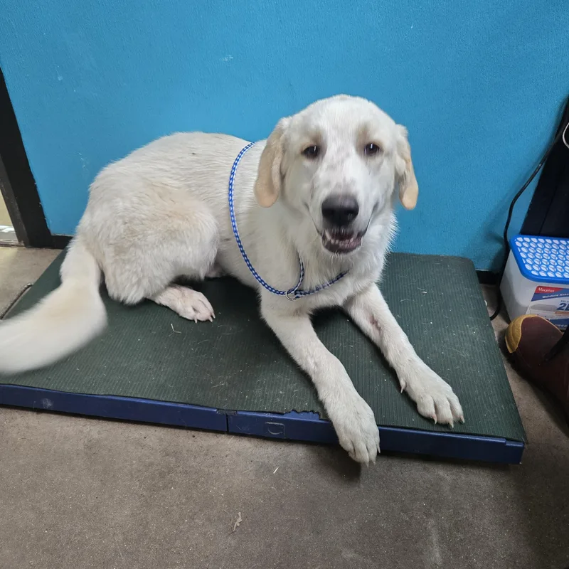 A young large-sized male White / Cream Great Pyrenees dog named Whisper for adoption in Graham, TX