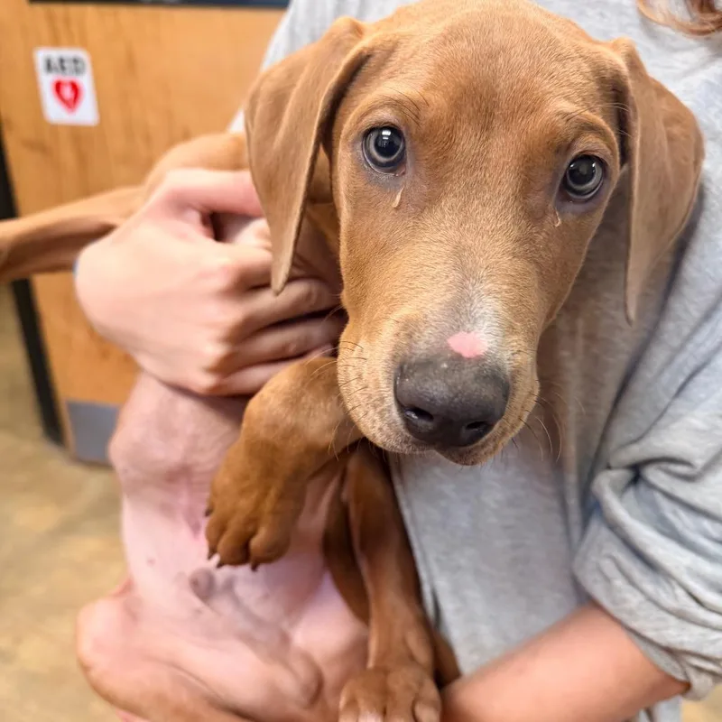 A baby small-sized male Yellow / Tan / Blond / Fawn Mixed Breed dog named Onyx for adoption in Corinth, MS