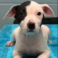 A young large-sized female Pit Bull Terrier dog named Glory for adoption in Kansas City, MO