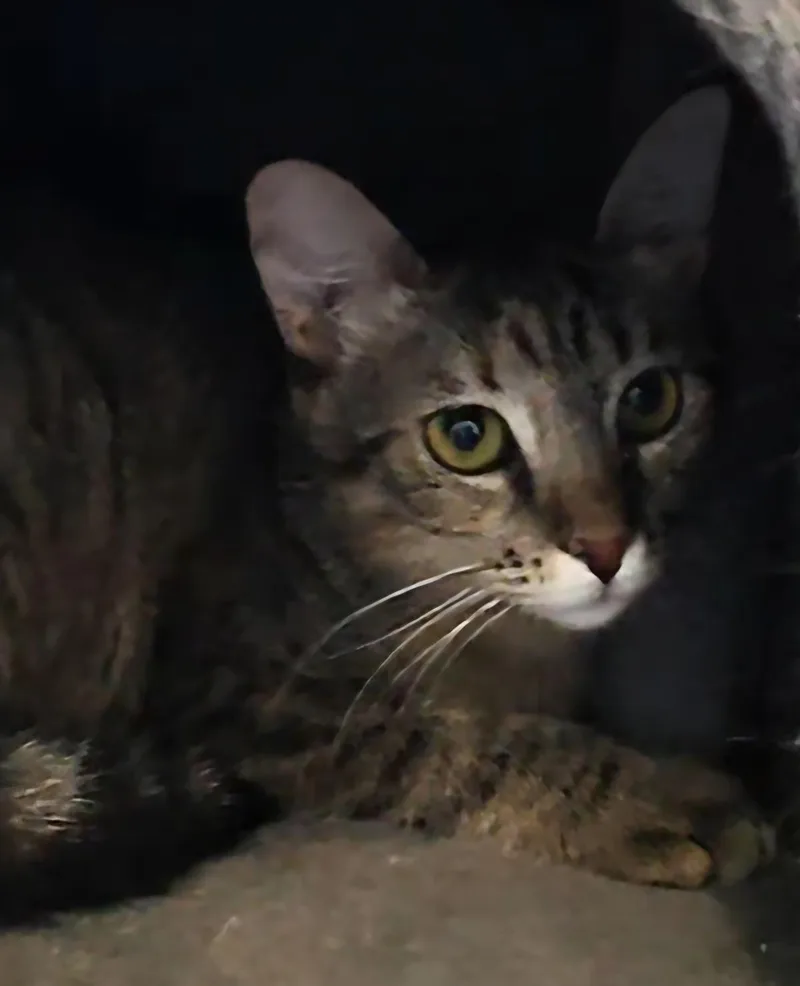 A young small-sized female Brown / Chocolate Domestic Short Hair cat named Briar Willow for adoption in Chandler, AZ