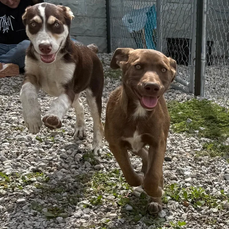 A young medium-sized female Brown / Chocolate Mixed Breed dog named Brownie for adoption in Tipton, IA