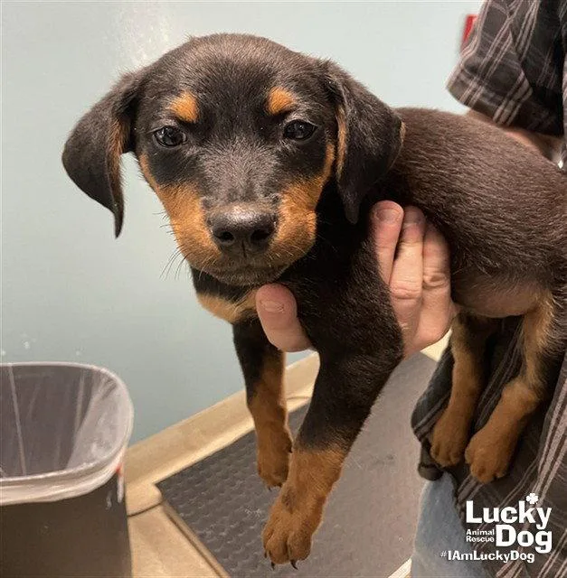 A baby medium-sized female Beagle dog named Ms. Costella for adoption in Washington, DC