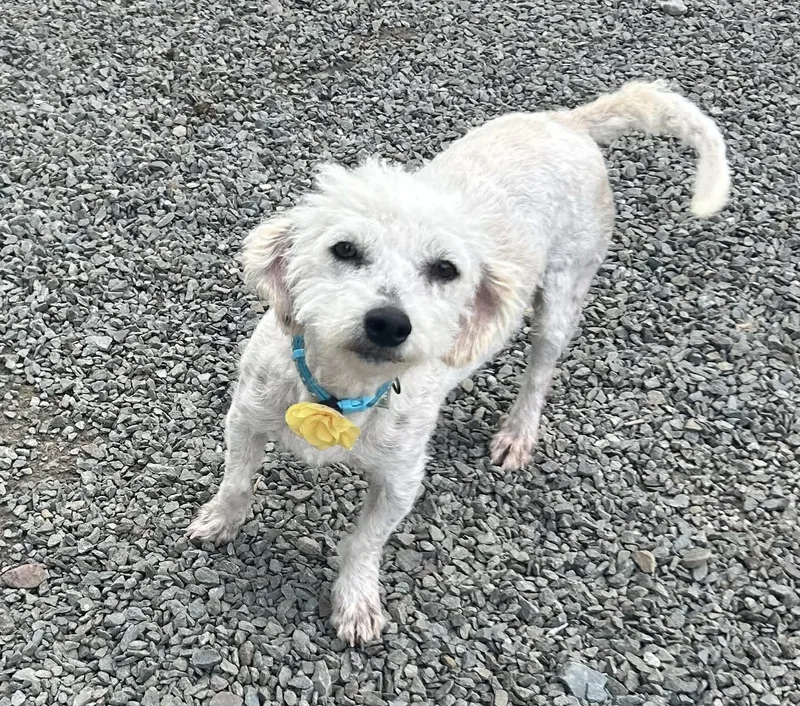 A baby small-sized female Apricot / Beige Miniature Poodle dog named Biloxi for adoption in Hop Bottom, PA