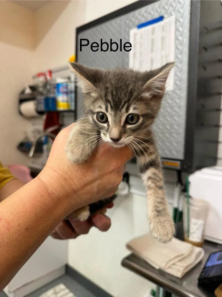 A baby small-sized male Domestic Short Hair cat named Pebbles for adoption in Saint George, UT