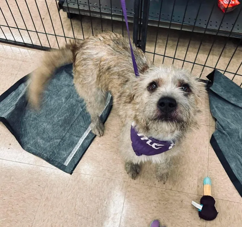 An adult medium-sized female Terrier dog named Foxy Brown for adoption in El Centro, CA