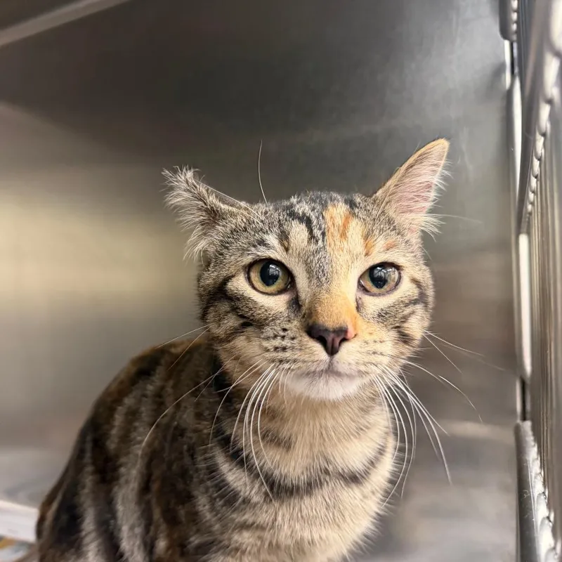 A young medium-sized female Torbie Domestic Short Hair cat named Lottie for adoption in Auburn, AL