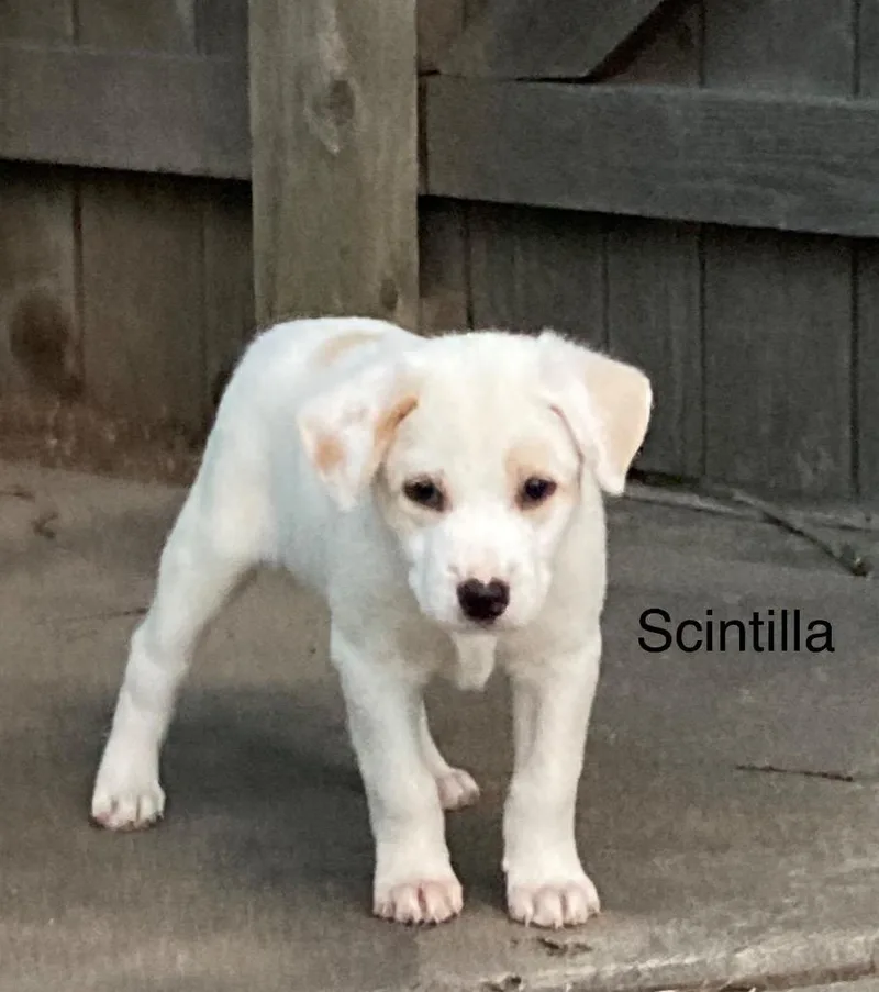 A baby medium-sized female Australian Cattle Dog / Blue Heeler dog named Scintilla for adoption in Fort Lupton, CO