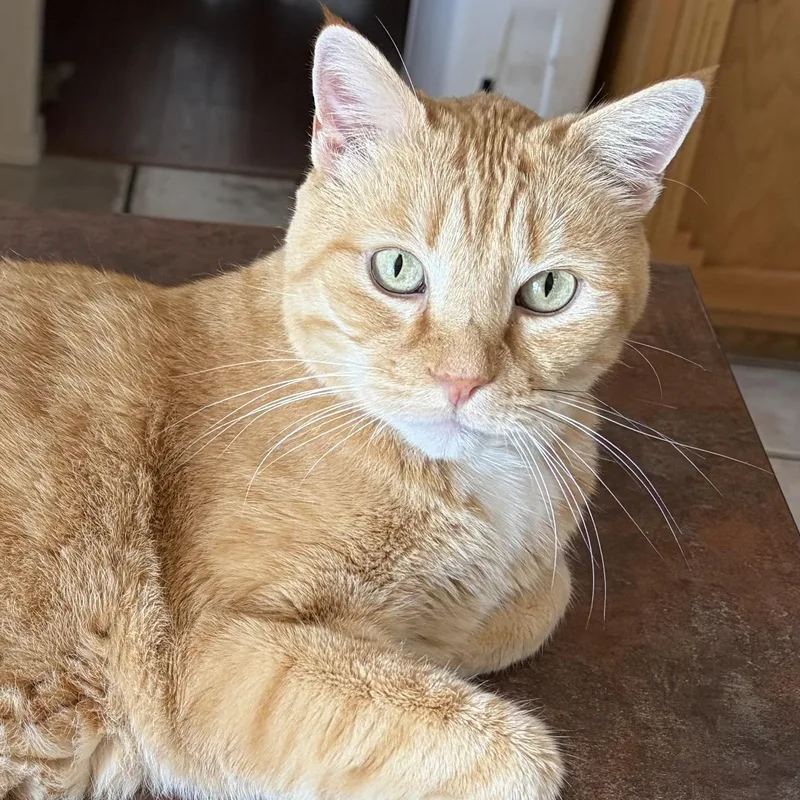 A senior large-sized male Tabby cat named Mel for adoption in Ruidoso, NM