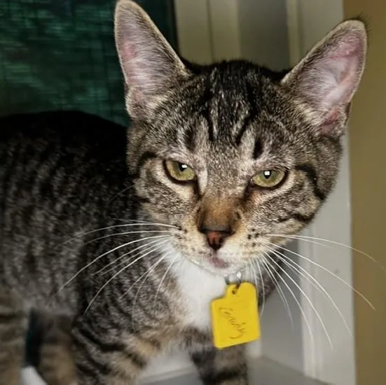 A baby medium-sized male Tabby cat named Grady Social and for adoption in Hoquiam, WA