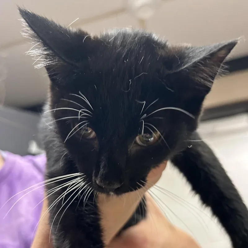 A baby small-sized male Black Domestic Short Hair cat named Gerald for adoption in Newport, NC