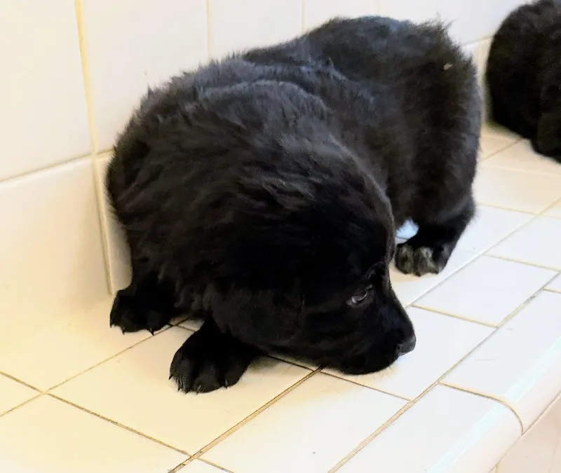 Fifi Fluffer thumbnail 4
