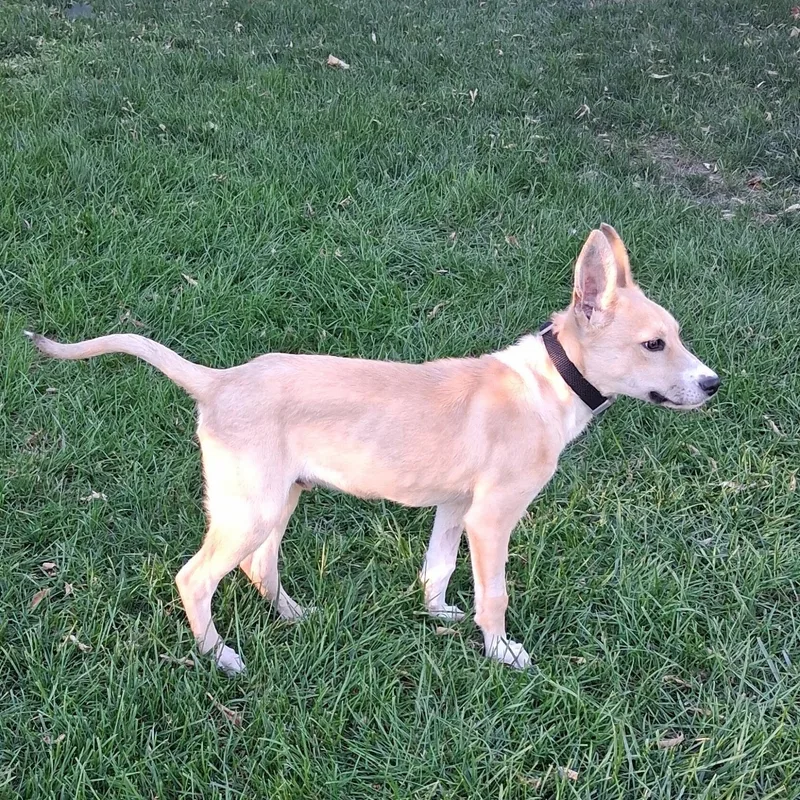 A baby medium-sized male Carolina Dog dog named Malcolm for adoption in Oxford, MI