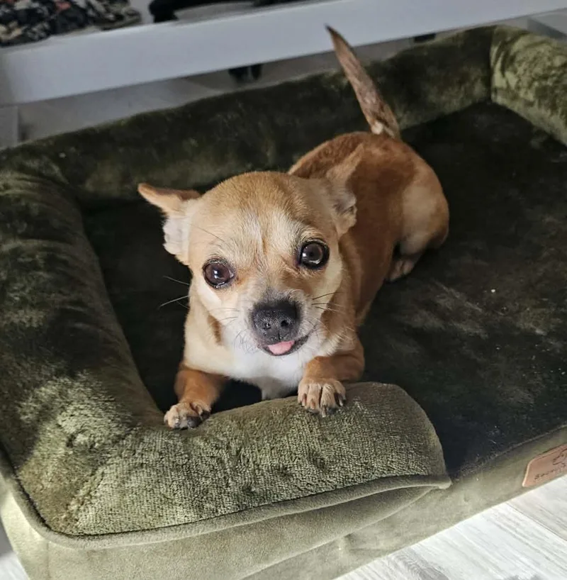 An adult small-sized female Apricot / Beige Chihuahua dog named Honey for adoption in Galt, CA