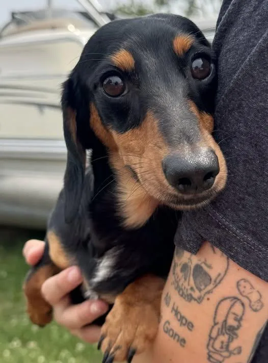 A young small-sized male Dachshund dog named Steele for adoption in West Bloomfield, MI