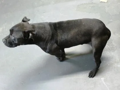 A young medium-sized male Staffordshire Bull Terrier dog named Apollo for adoption in Picayune, MS