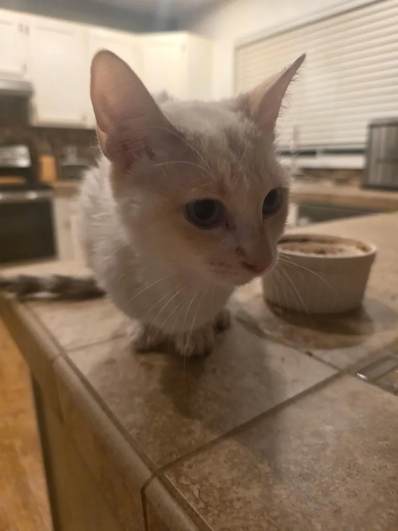 A young medium-sized female Dilute Calico cat named Rena for adoption in Sandia Park, NM