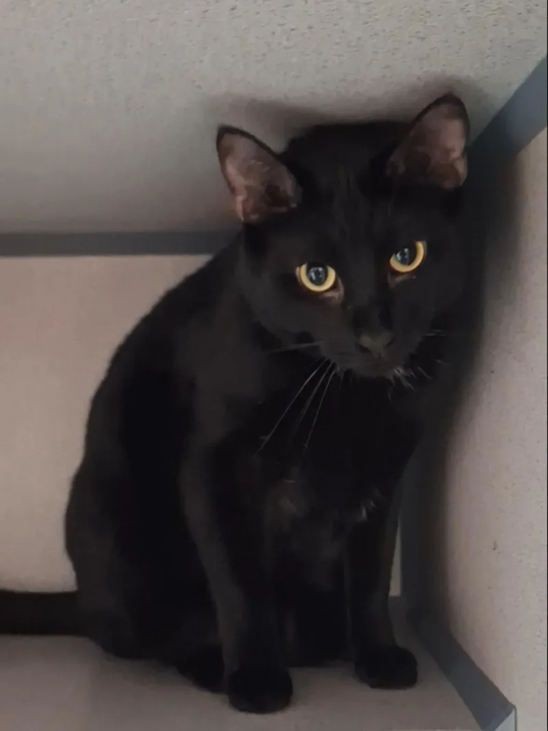 A young medium-sized male Black & White / Tuxedo Domestic Short Hair cat named Bowie for adoption in Dayton, OH