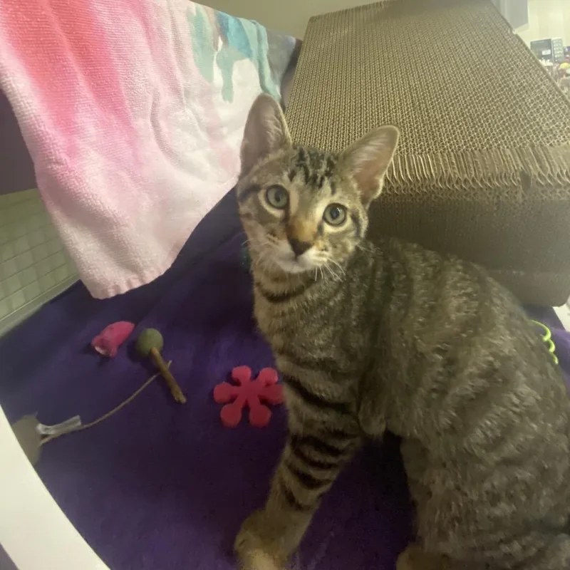 A baby small-sized female Brown / Chocolate Domestic Short Hair cat named Skittles for adoption in Kyle, TX