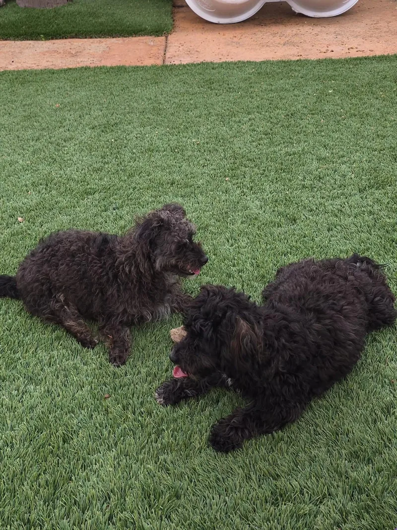 A young small-sized female Black Yorkie Poo dog named Estrella and Perlita for adoption in Brea, CA