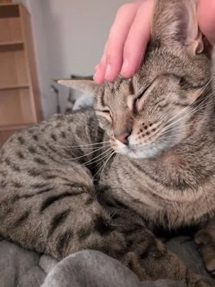 An adult small-sized female Domestic Short Hair cat named Cremini for adoption in Bellevue, WA