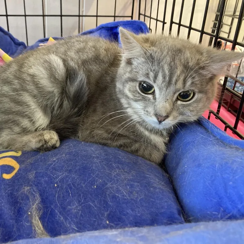 A young small-sized female Gray / Blue / Silver Domestic Short Hair cat named Eileen for adoption in Irwin, PA