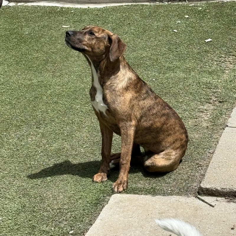 A young medium-sized female Brindle Labrador Retriever dog named Annabelle for adoption in Cortlandt Manor, NY