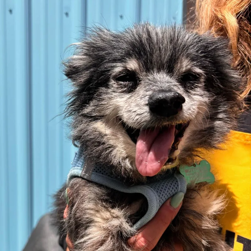 A senior small-sized male Black Chihuahua dog named Taurus for adoption in San Francisco, CA