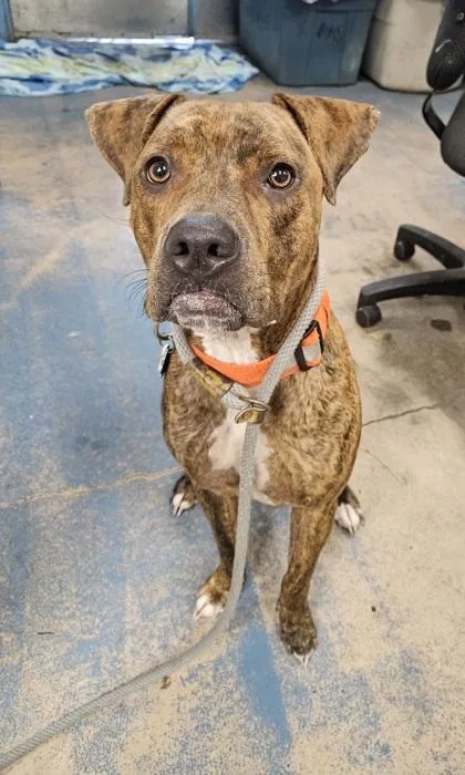 A young large-sized male Black Plott Hound dog named Lucky for adoption in Inverness, FL