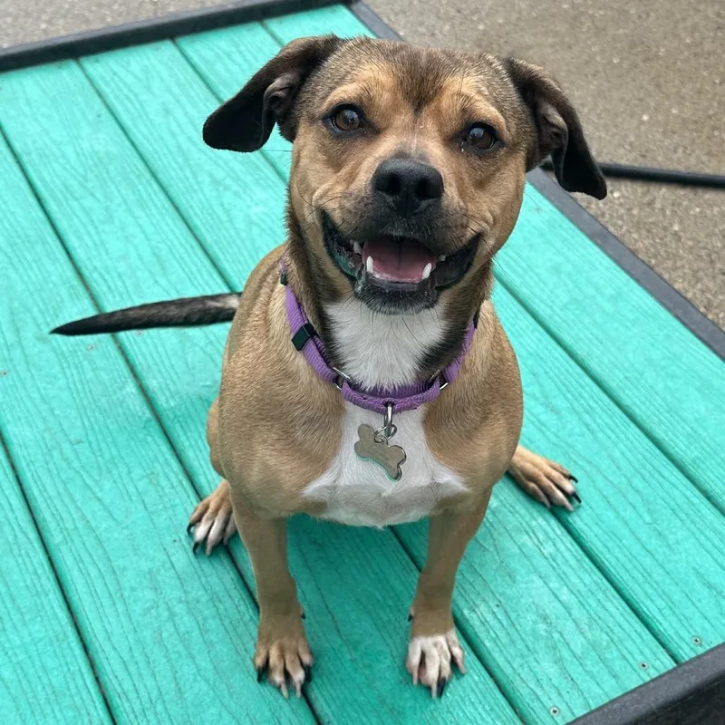 An adult medium-sized female Brown / Chocolate Mixed Breed dog named Henny for adoption in Charleston, WV