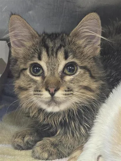 A baby small-sized female Brown / Chocolate Domestic Long Hair cat named 60870593 for adoption in El Paso, TX