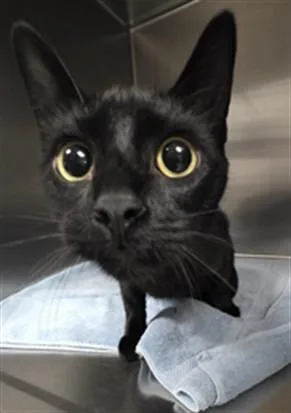 A young small-sized female Domestic Short Hair cat named Omlander for adoption in Los Angeles, CA