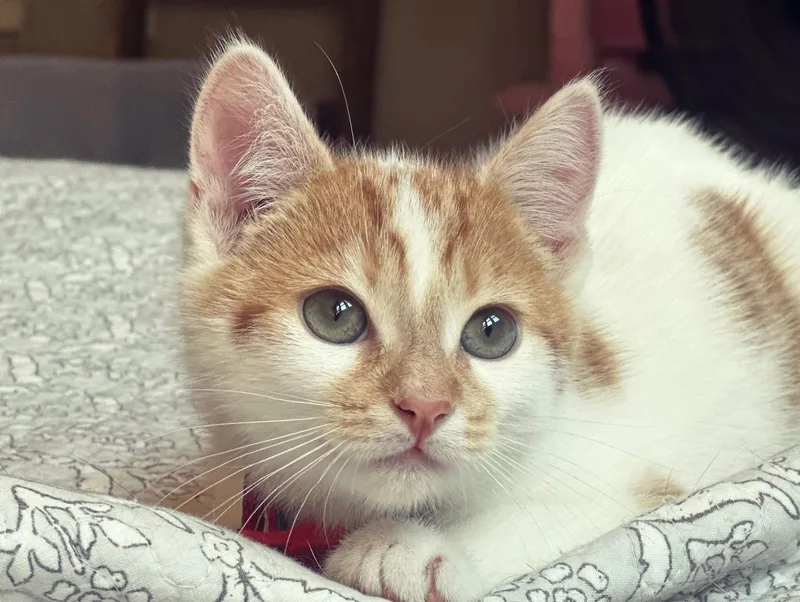 A baby small-sized male Orange & White Domestic Short Hair cat named Tatum for adoption in Canton, MA