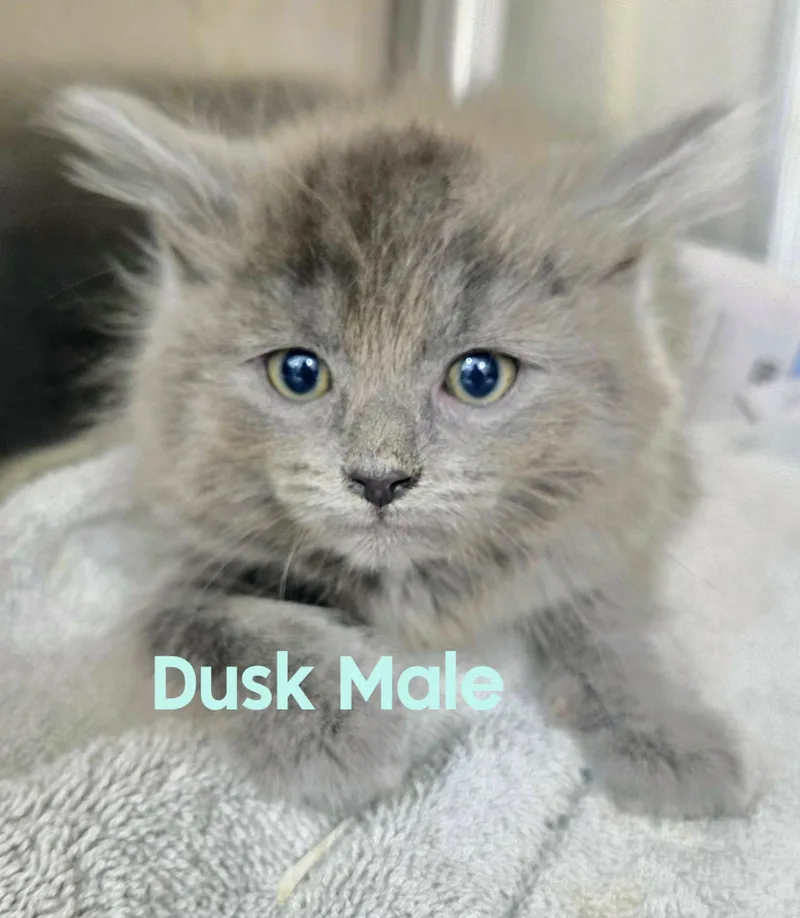 A baby large-sized male Gray / Blue / Silver Domestic Long Hair cat named Dusk for adoption in Caseville, MI