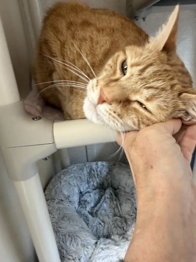 Handsome thumbnail 2