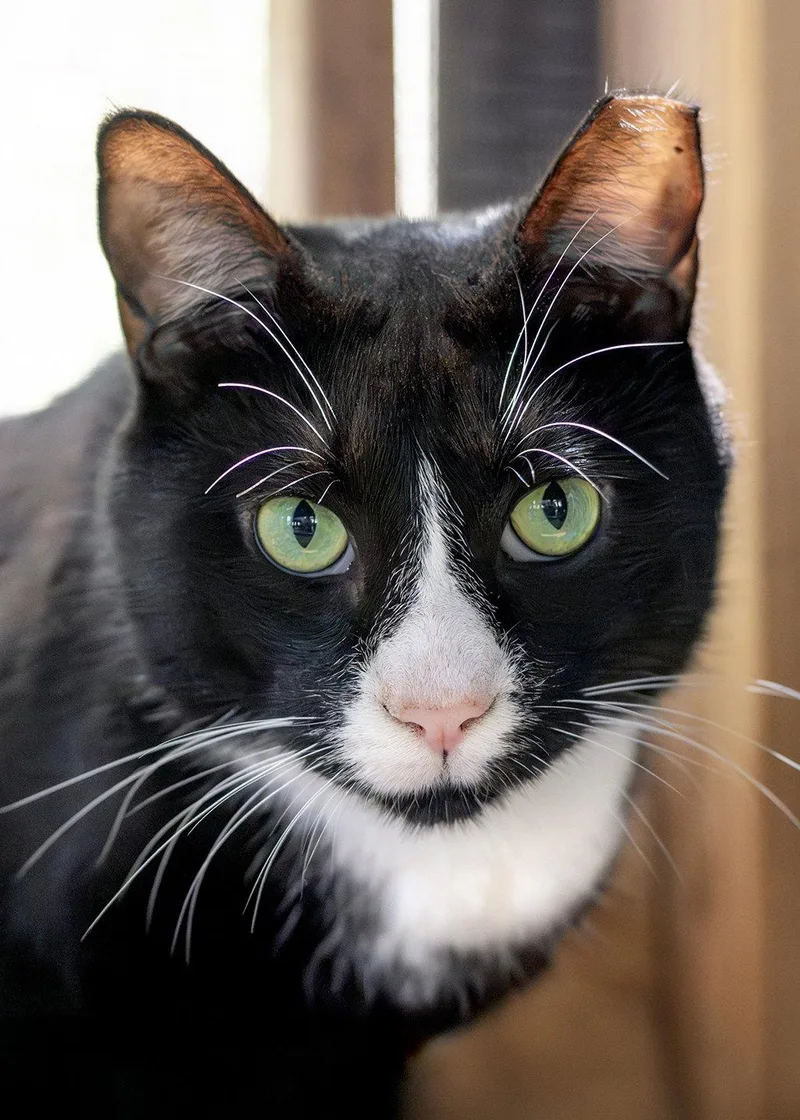 An adult large-sized male Black & White / Tuxedo Domestic Short Hair cat named Friskies for adoption in Buford, GA